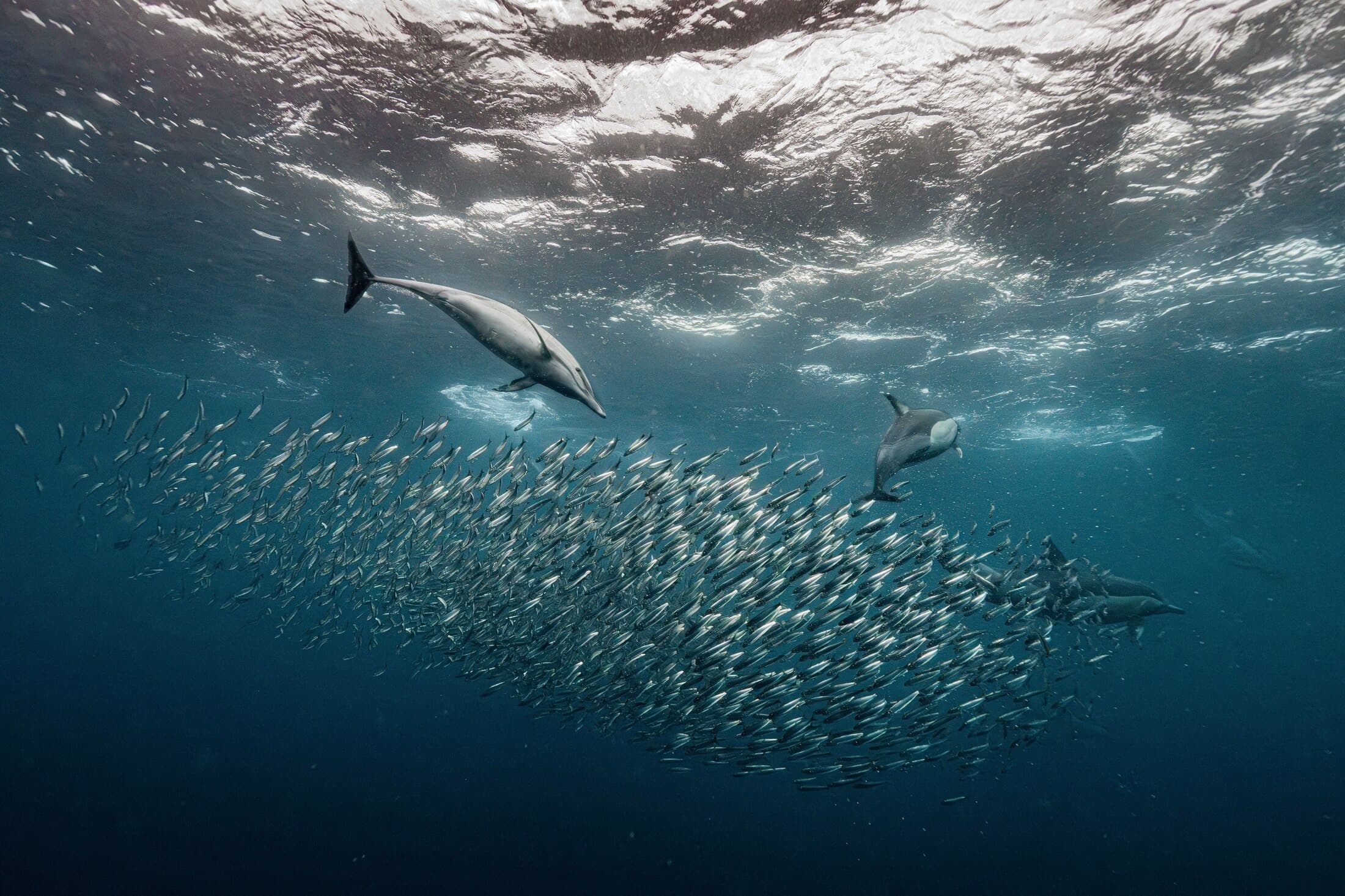 The Sardine Run | South Africa