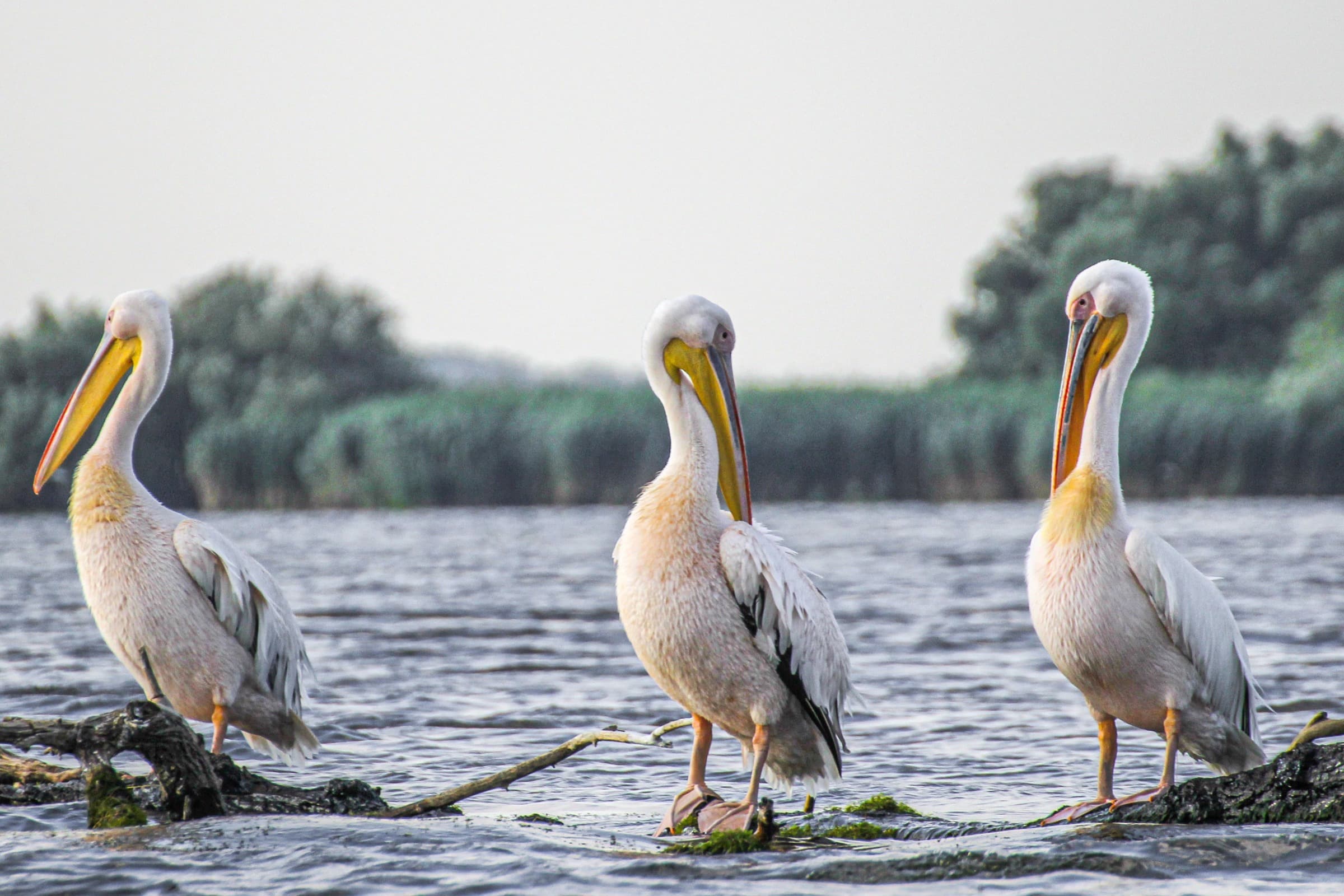 Pelicans | Romania
