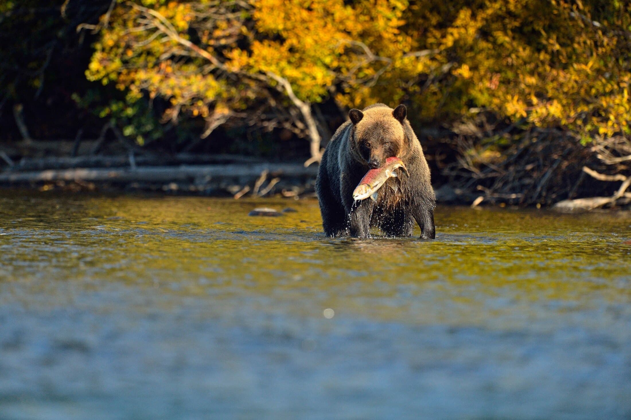 Pacific Salmon | Canada