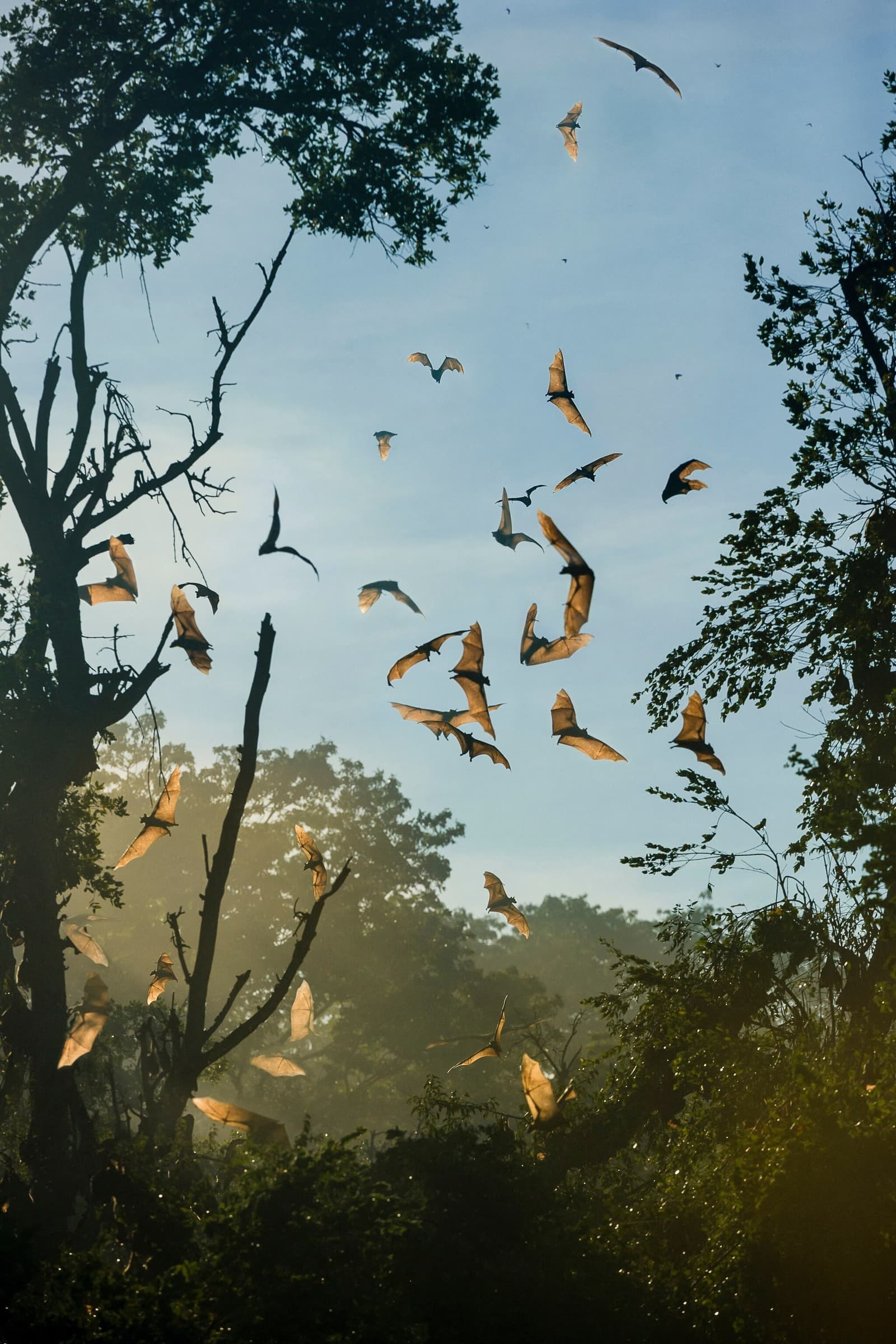 Straw-Colored Fruit Bats | Zambia