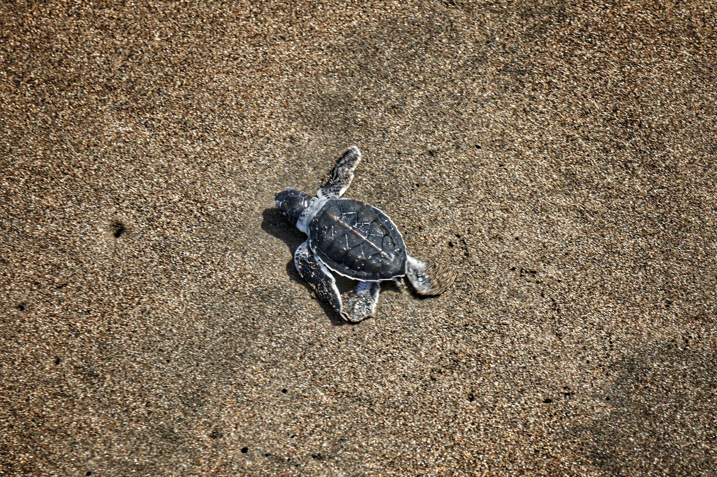 Green Turtles | Costa Rica