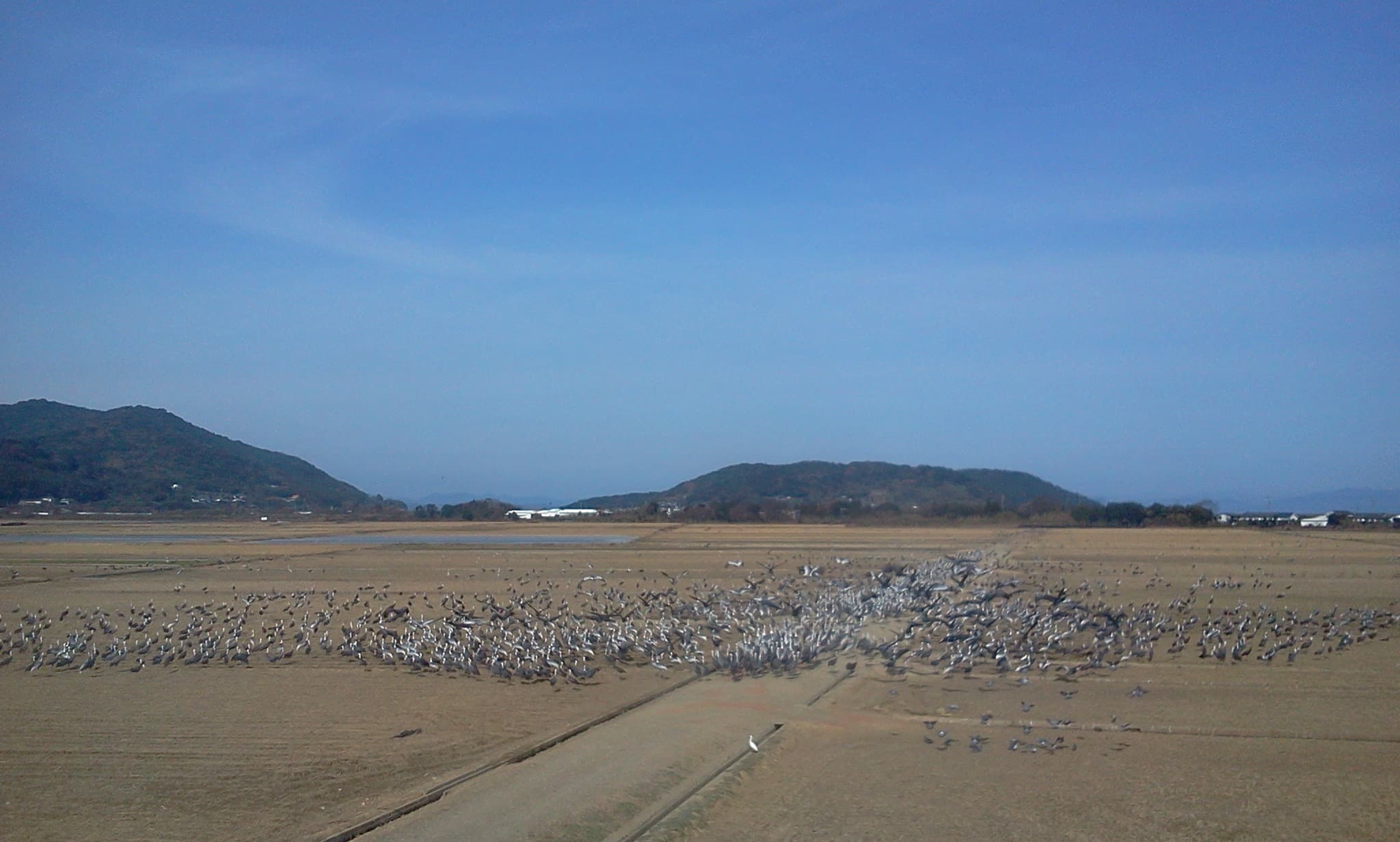 Wintering Cranes | Japan