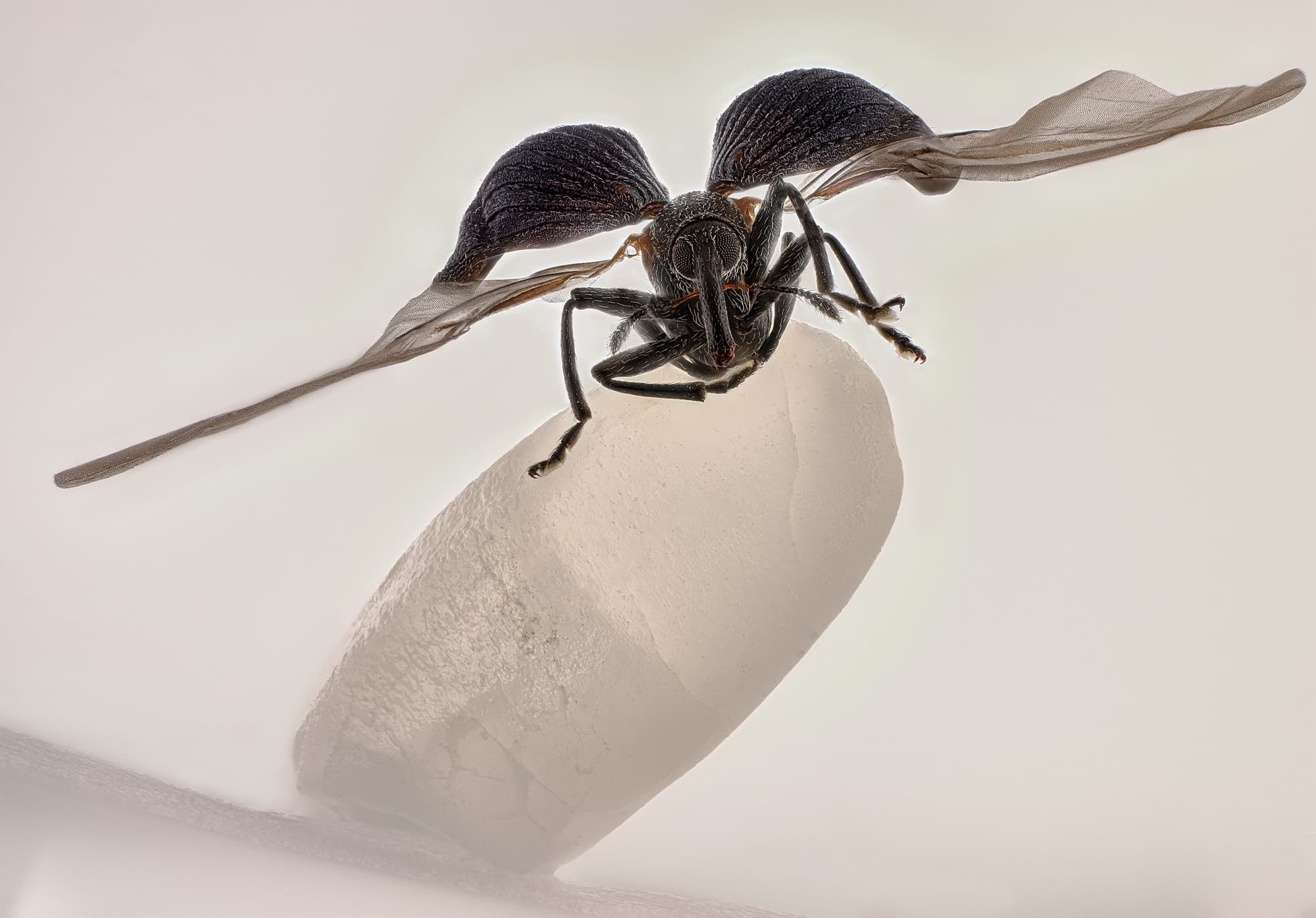 A Rice Weevil on Its Tiny Pedestal