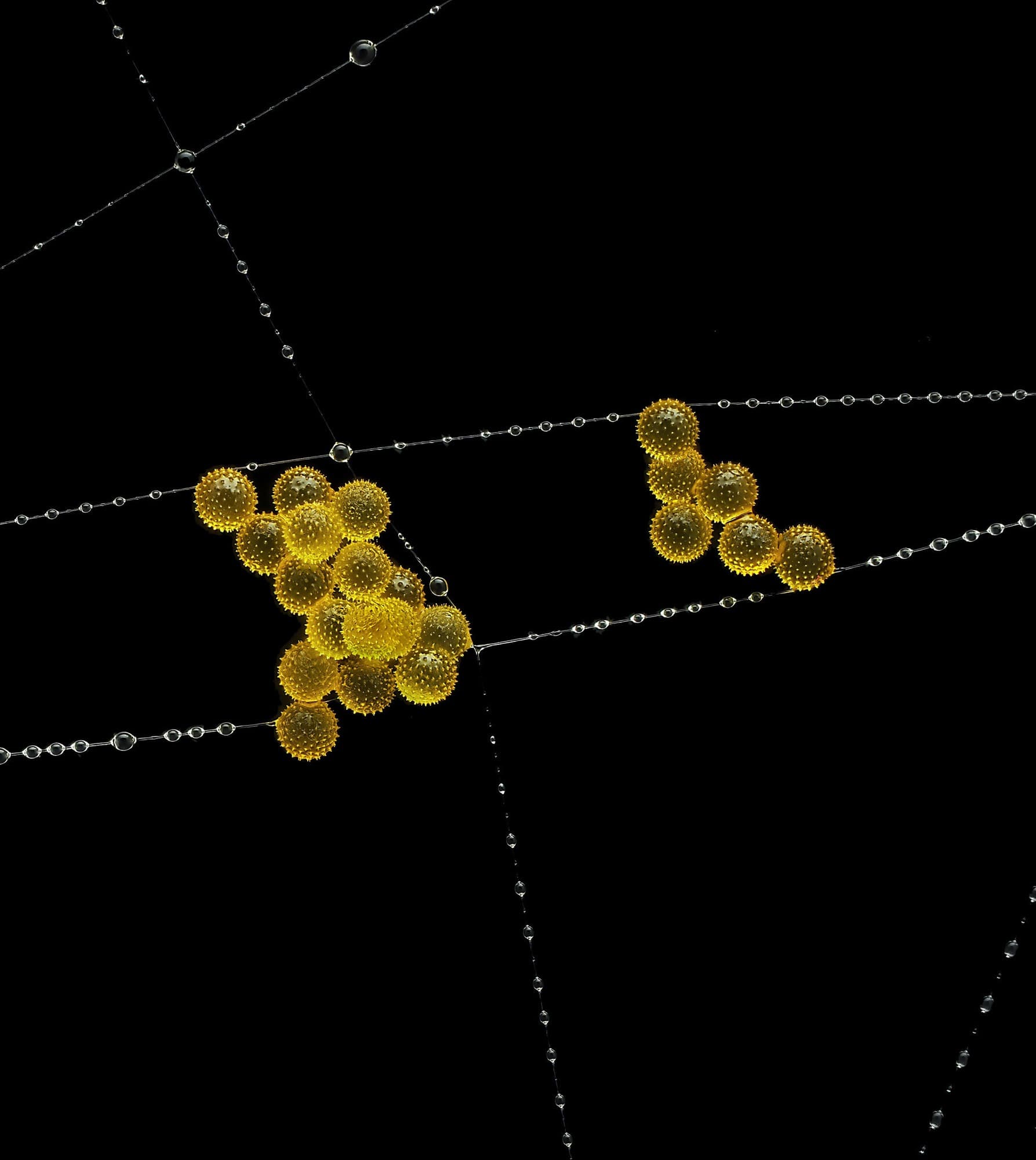 Pollen Caught in a Spider’s Web