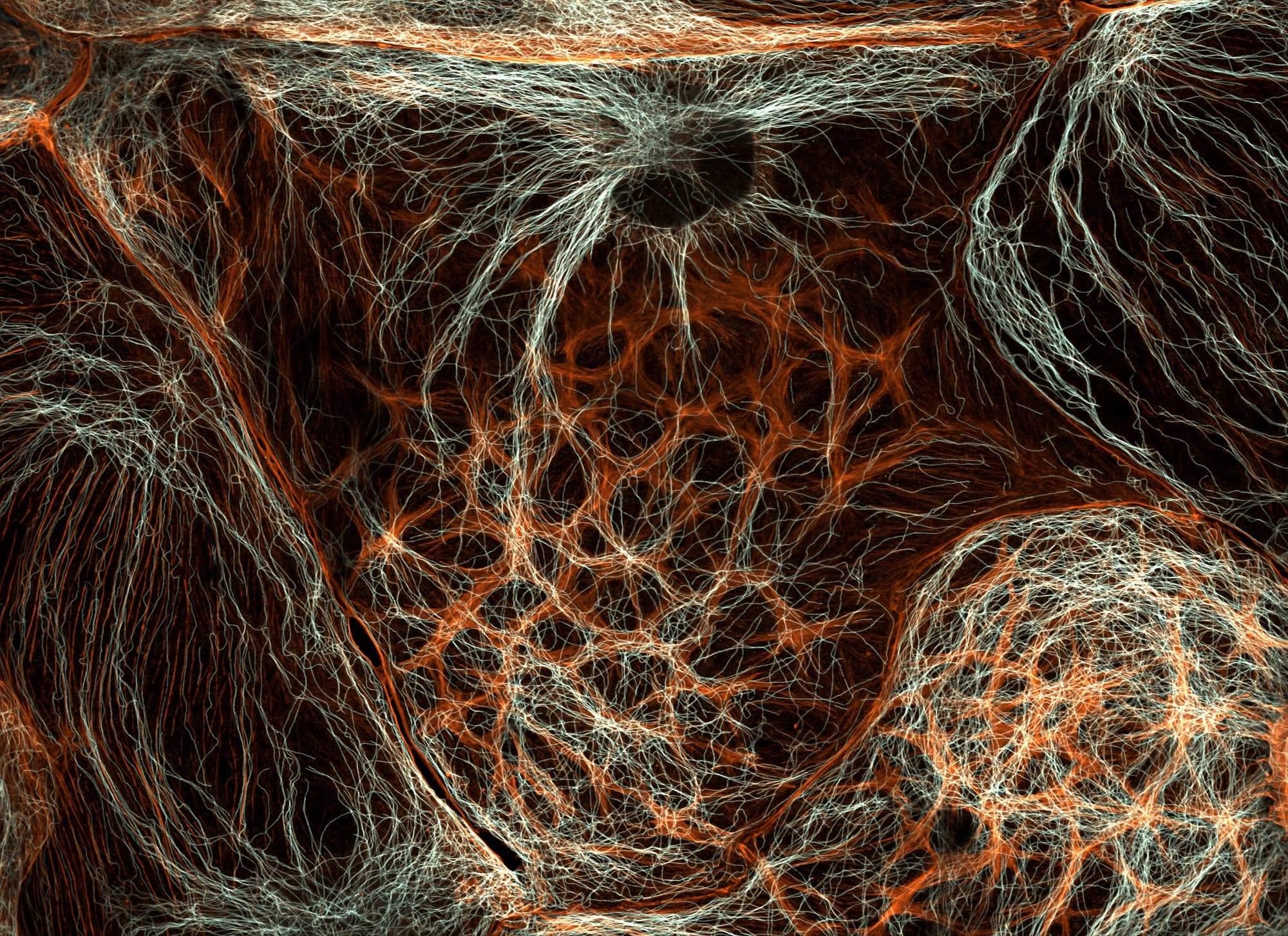 A Cellular Landscape Inside the Liver