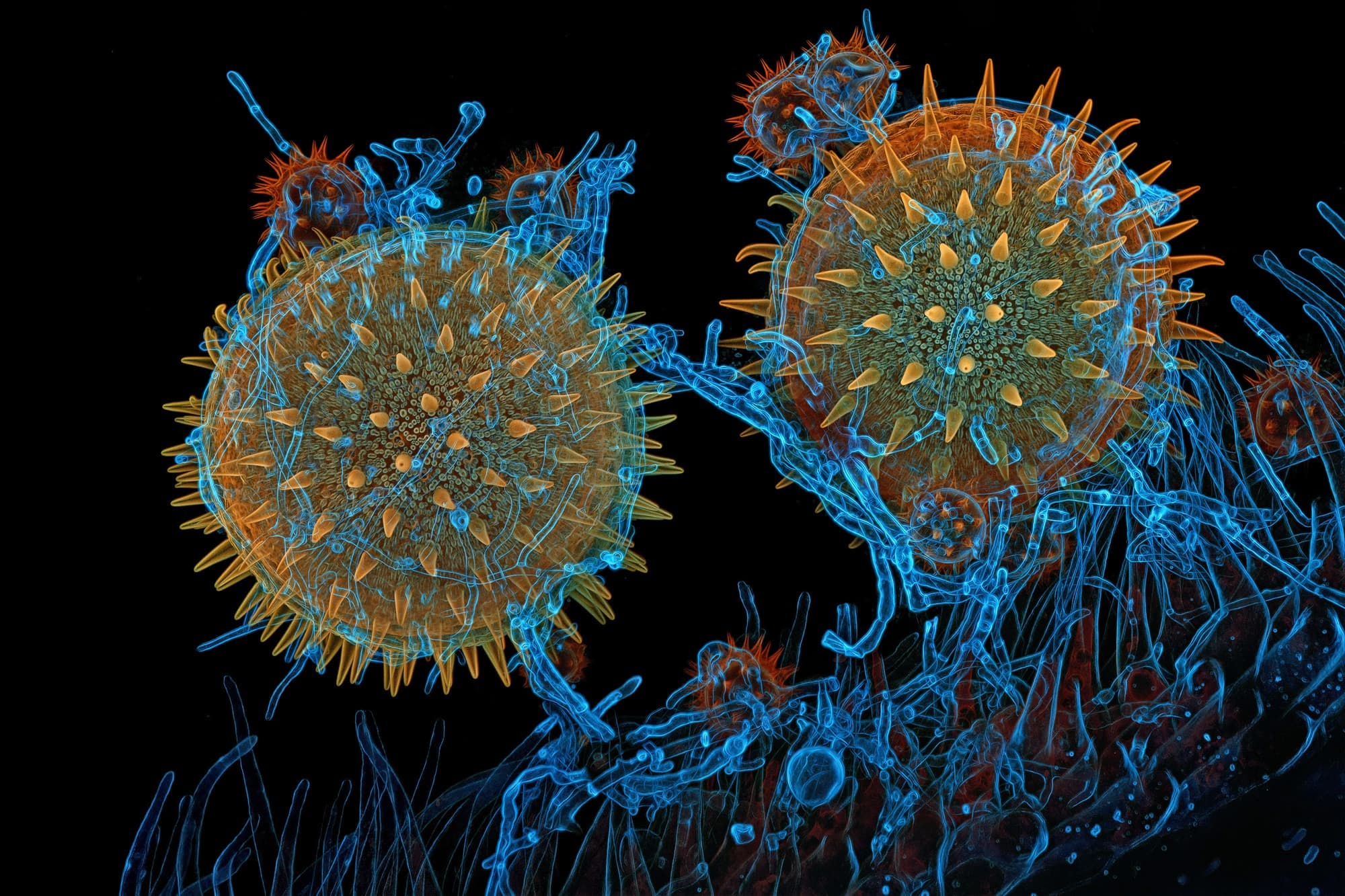 Pollen, Growth and an Uninvited Guest