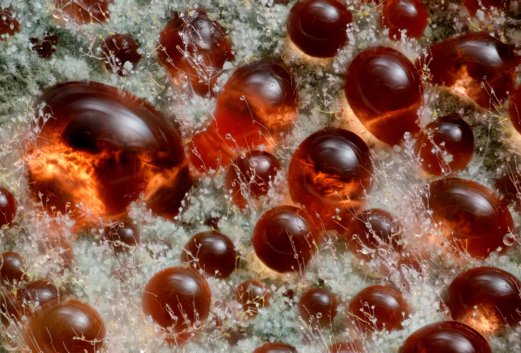 A Fungus in Red and Amber