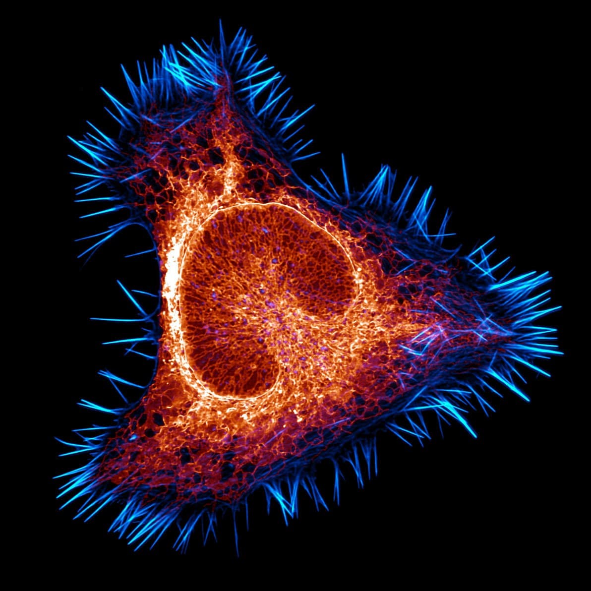 Two Systems Inside a Single Cell