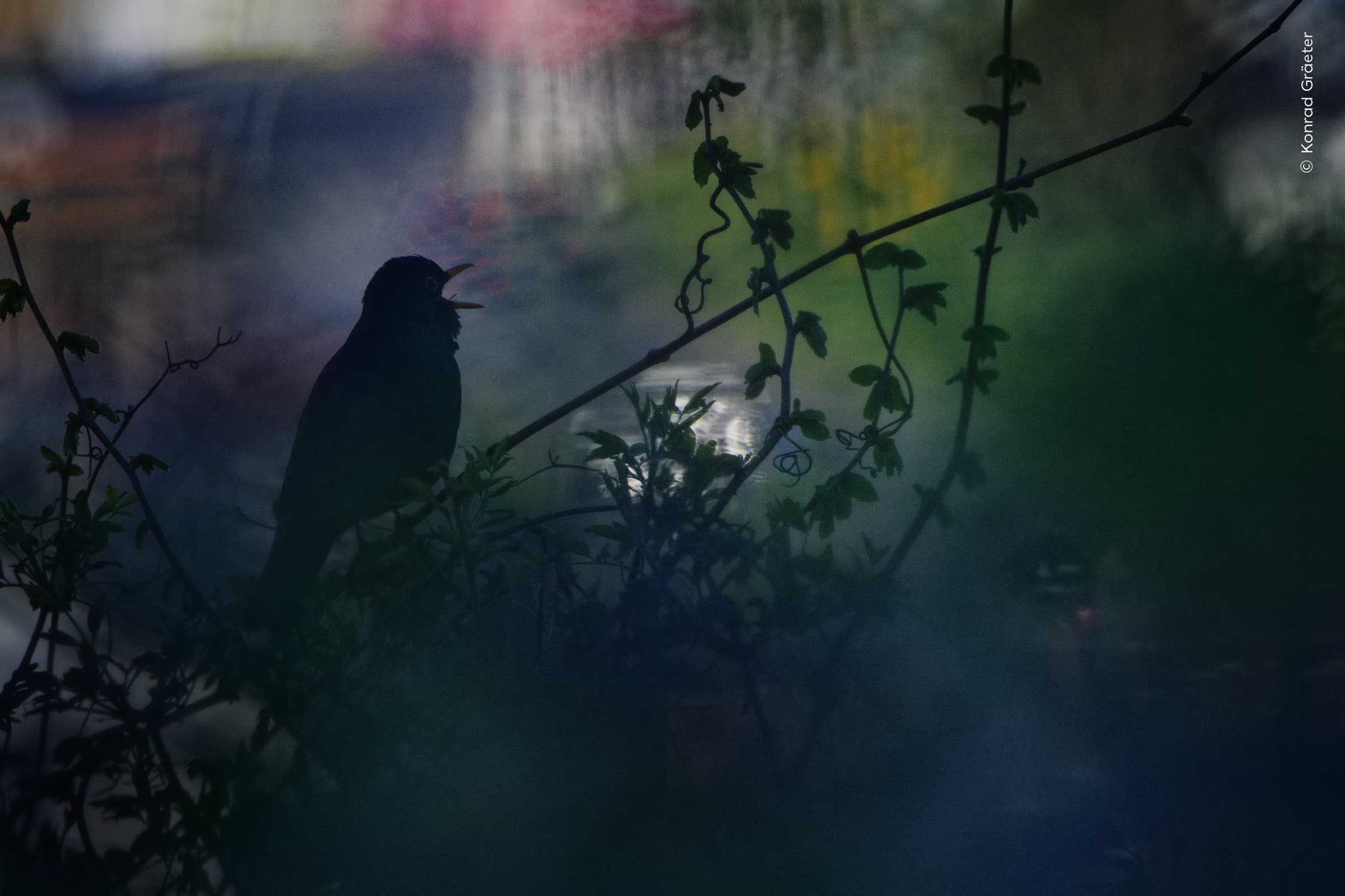 Birdsong Painted in Light | Konrad Gräeter