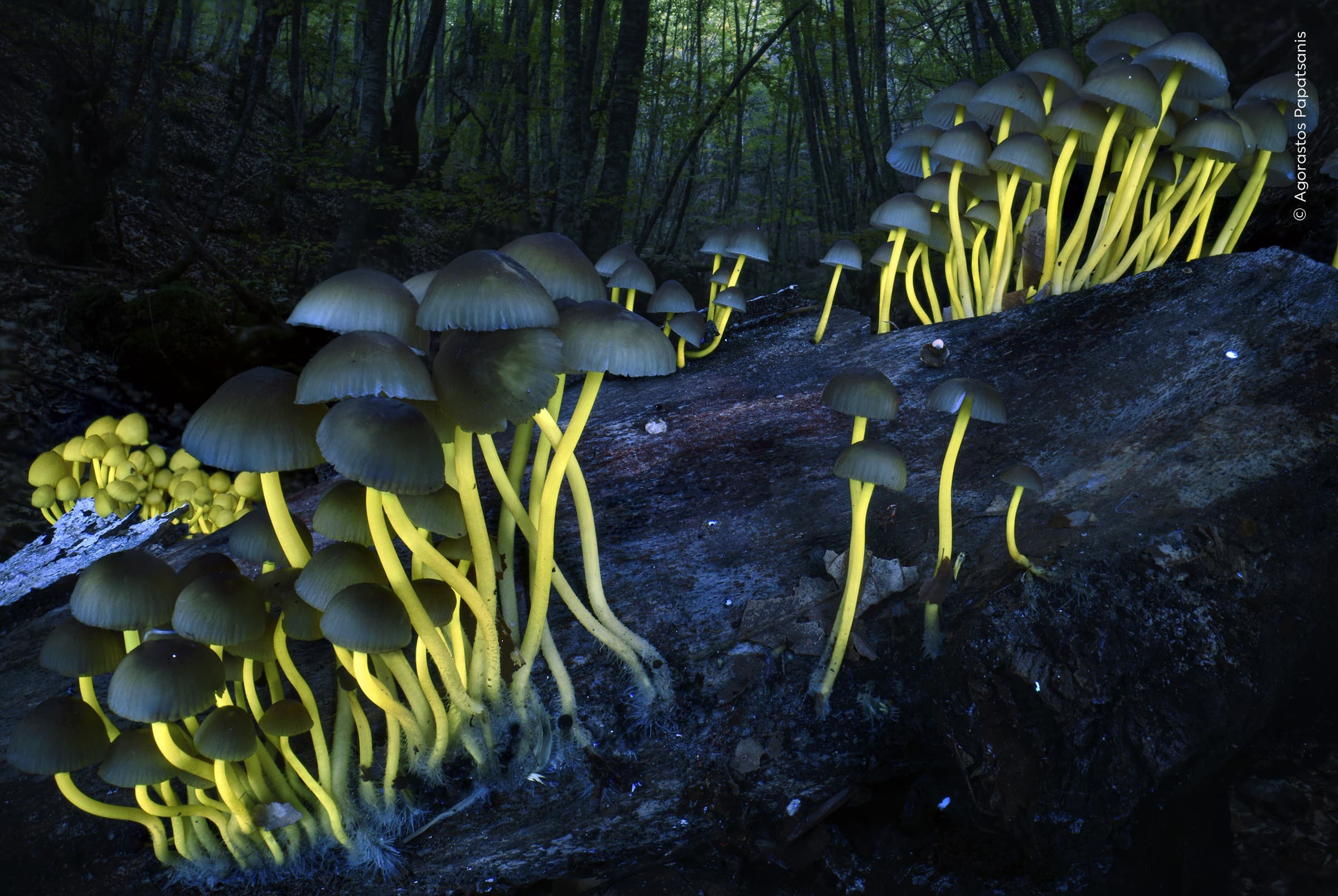 Shedding Light | Agorastos Papatsanis