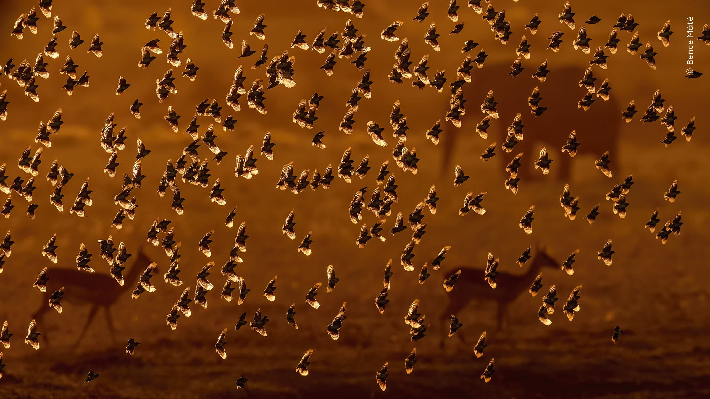 Flock of Gold | Bence Máté