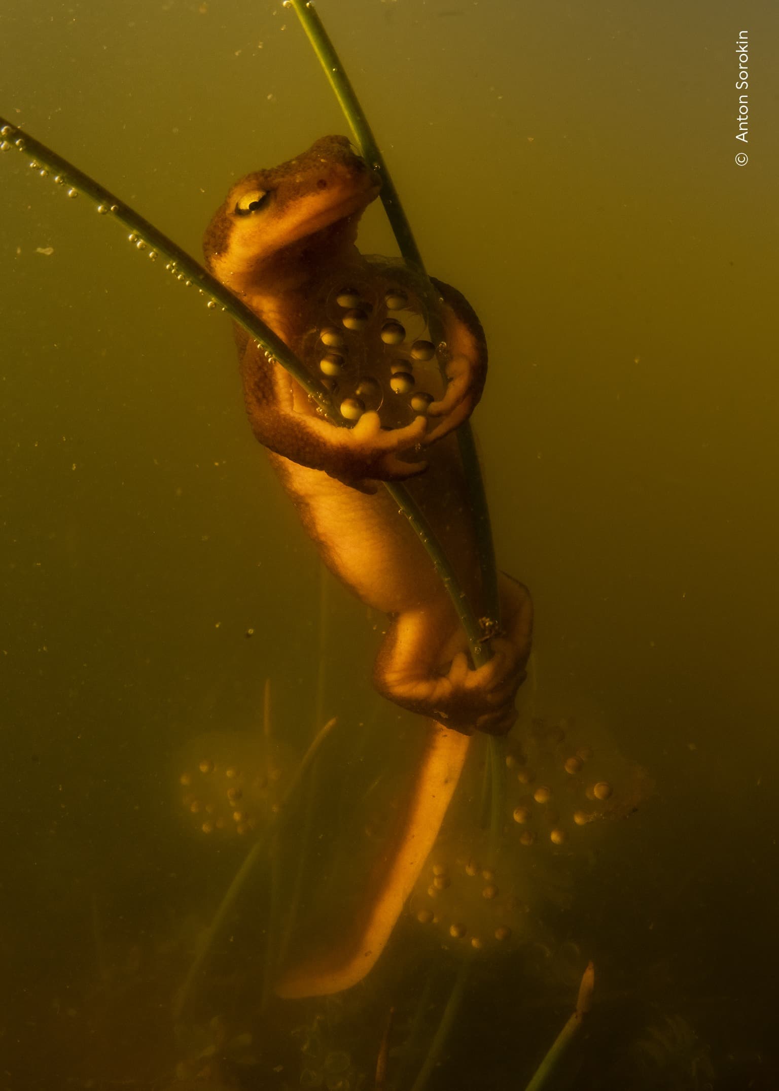 Protective Pose | Anton Sorokin