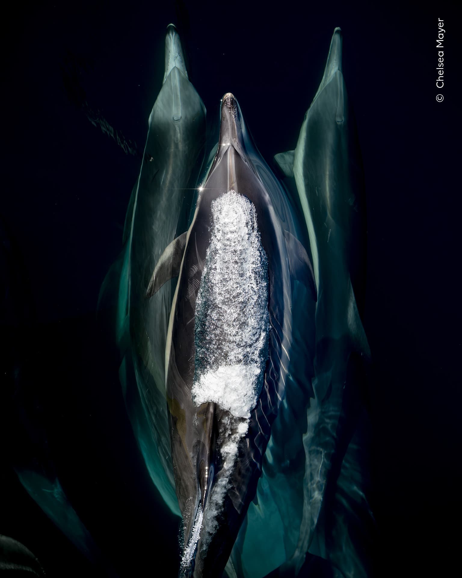 Dolphin Tulip | Chelsea Mayer