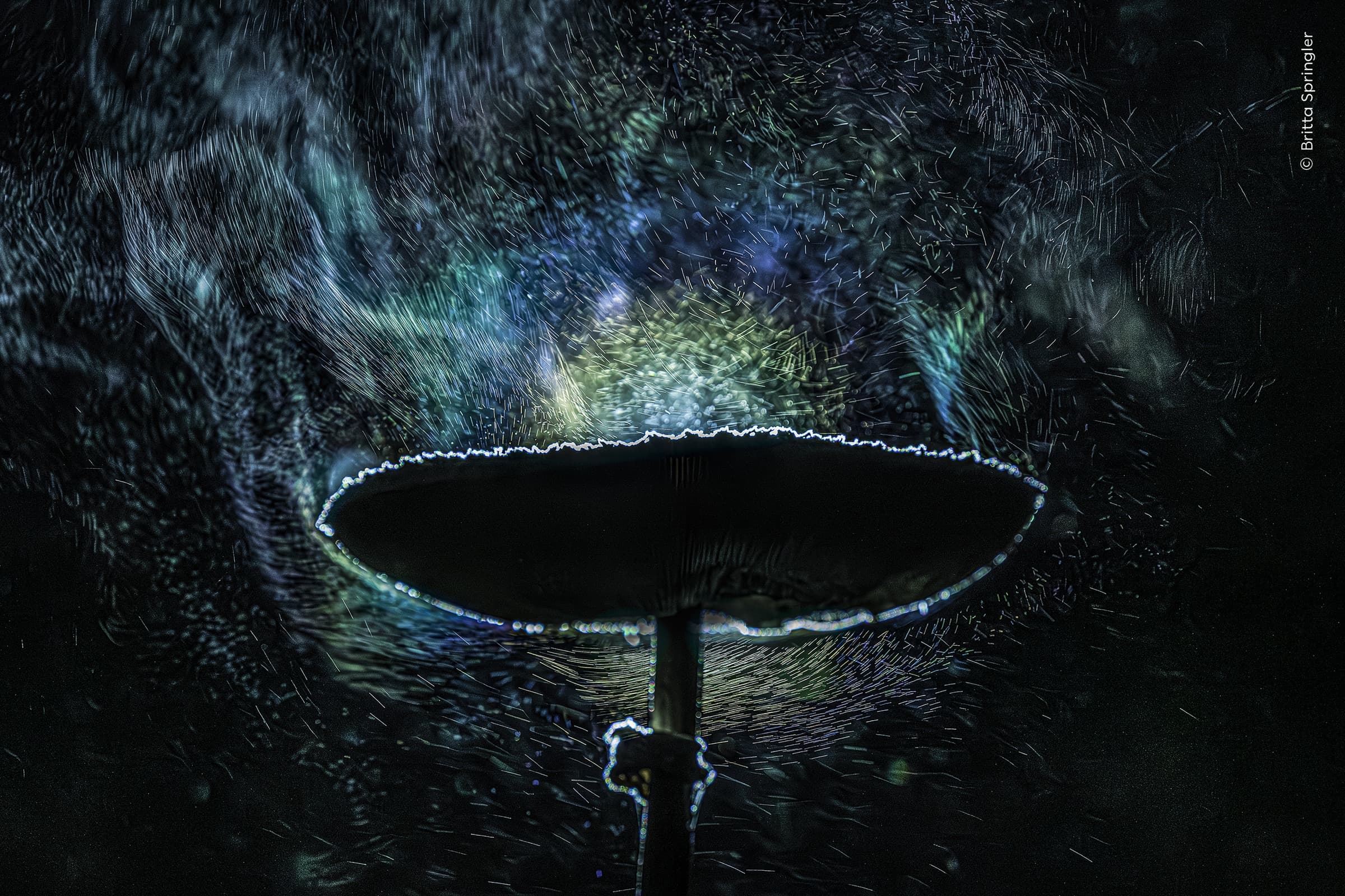 Fungi Fireworks | Britta Springler
