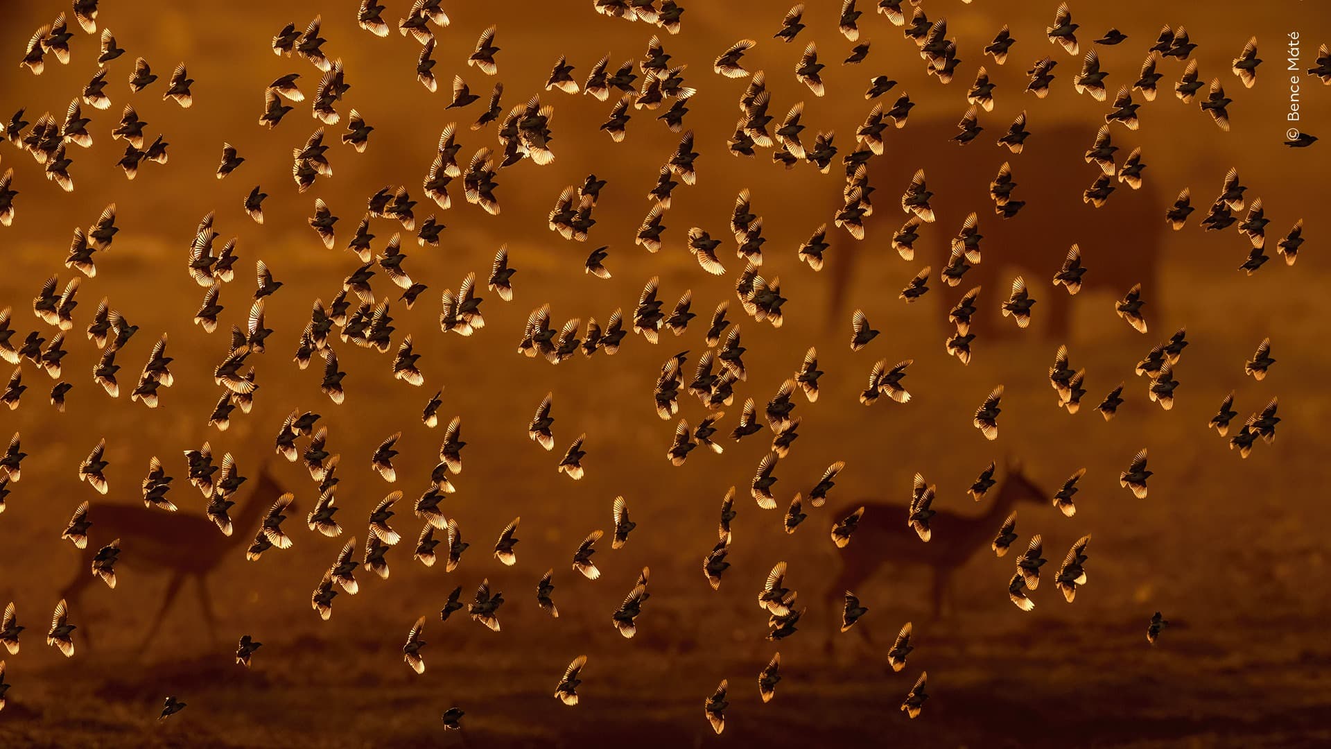 Wildlife Photographer of the Year 2026 in 16 Remarkable Images
