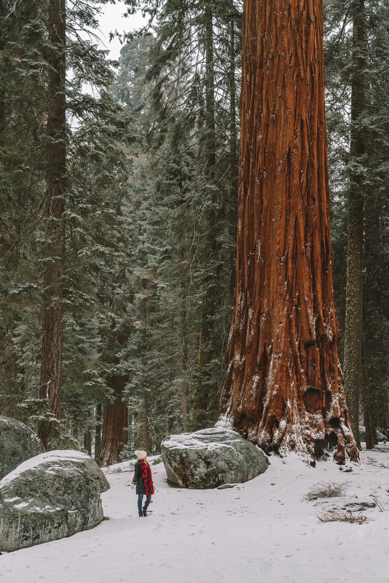 Sequoia National Park in Winter