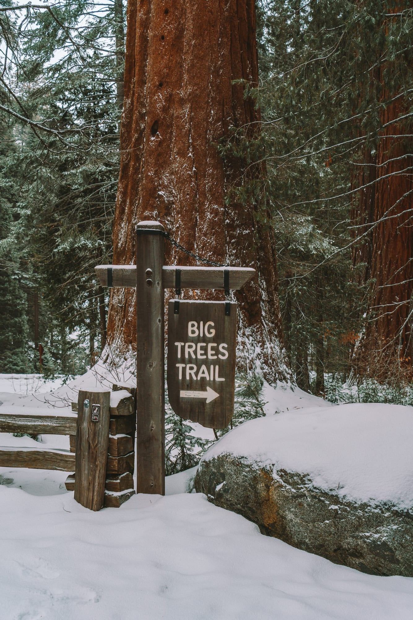 The Big Trees Trail in Sequoia in winter