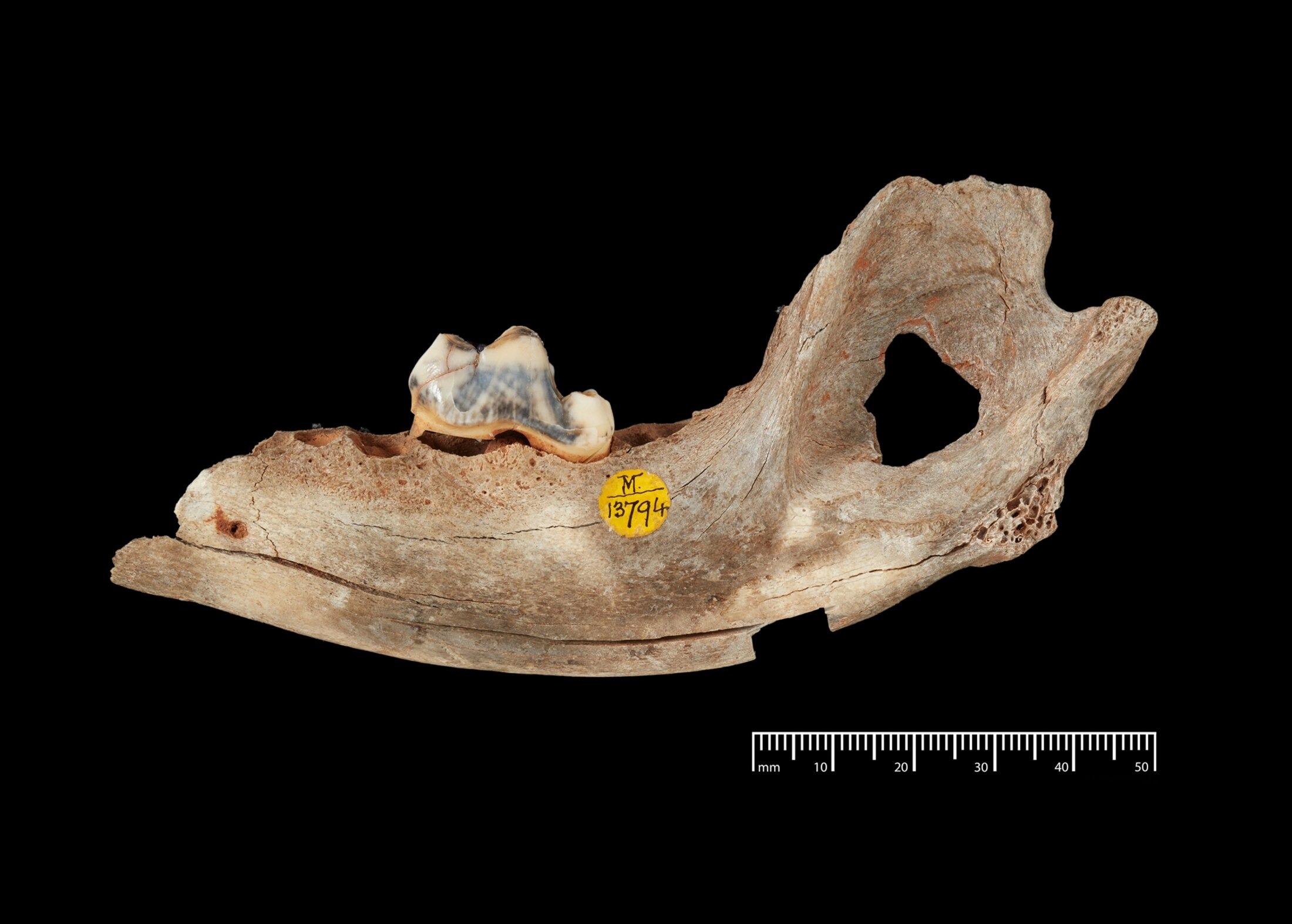 14,3000-year-old dog jawbone from Gough's Cave