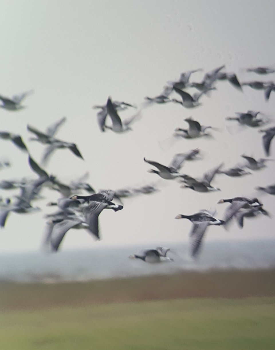 A flock of Arctic geese wintering in Europe