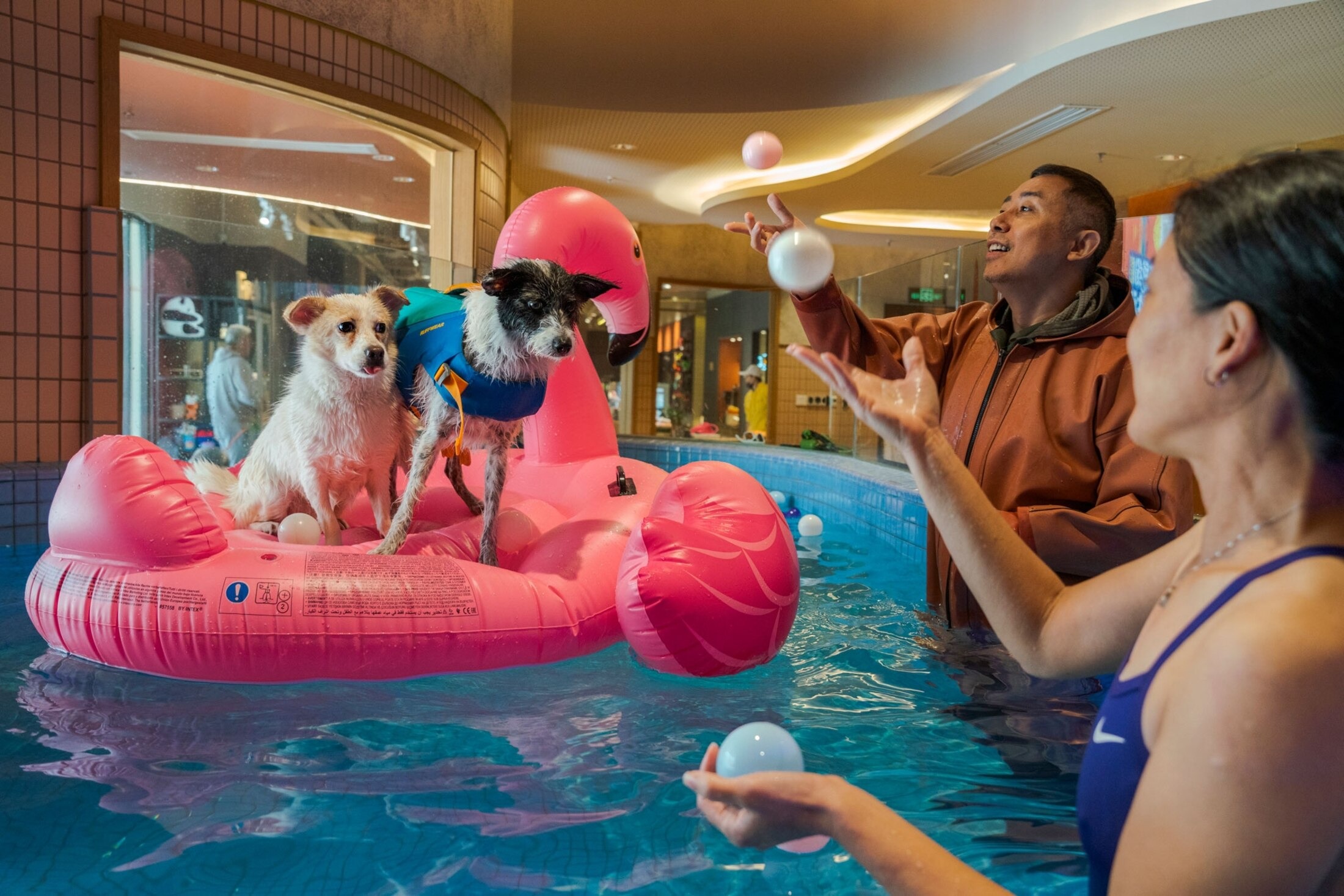 Owners accompanying their dogs in a supervised swimming activity in Shanghai