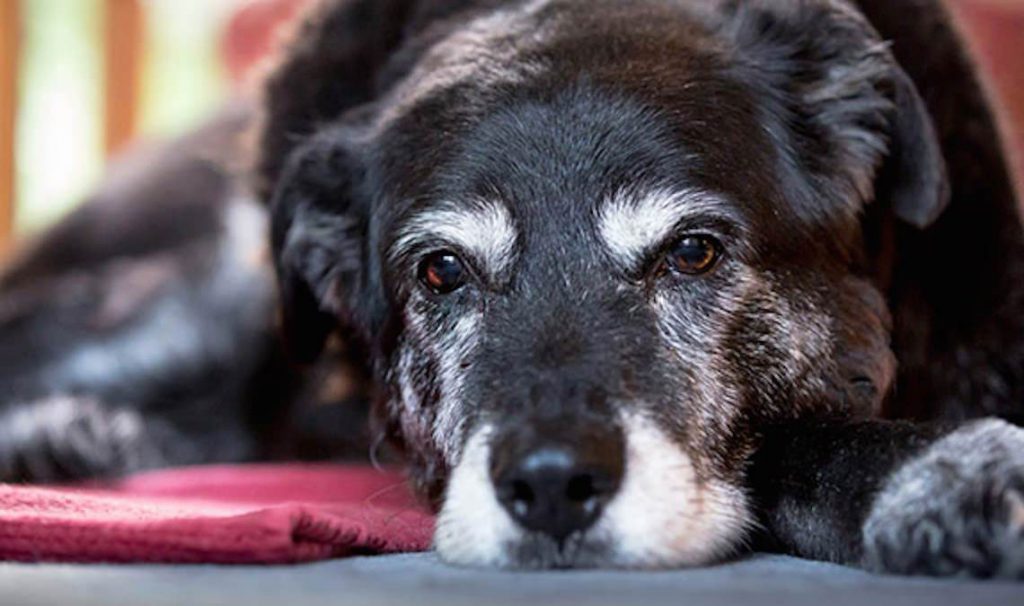 The Oldest Dog In The World Maggie Has Passed Away   Oldest Dog Uniqbeauties2 1024x606 