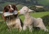 Meet the Super Springer Spaniel Sheepdog
