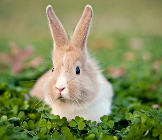 10 Best Pets For Kids